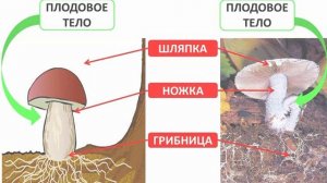 Грибы | Биология 5 класс #13 | Инфоурок