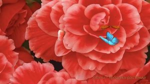 Бегония клубневой Мелон Лэйс (melon lace) 🌿 обзор: как сажа