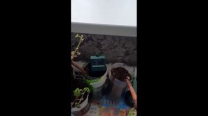 Виноград, чернеют и сохнут края  вегетирующего виногр?