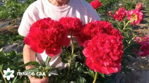 Command performance peony. Команд перфоманс пион. Пулков сад