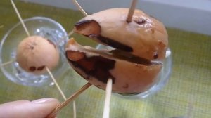 КАК ВЫРАСТИТЬ АВОКАДО ИЗ КОСТОЧКИ. ЭФФЕКТИВНЫЙ МЕТОД /