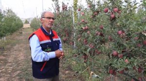 +905522918474.Саженцы  яблони  Джероними подвой м9 схема 3.50×80