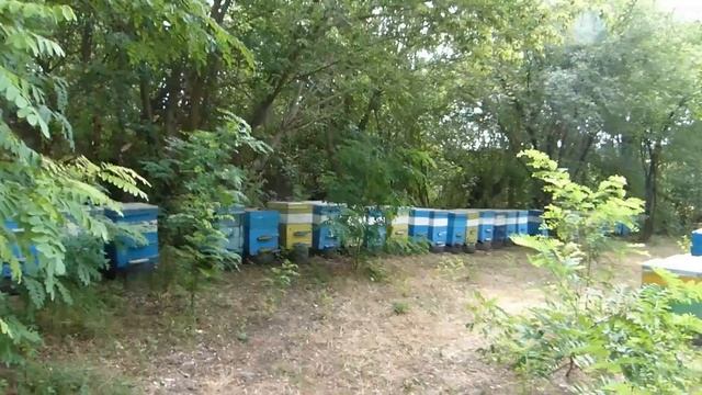 Меда нет и не будет. Ситуация по медосбору с подсолнеч? смотреть онлайн