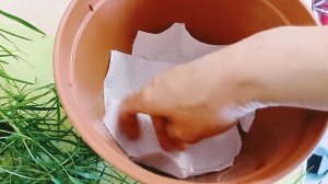 АГРОСТИС🪴бамбук ампельный требует частого полива.