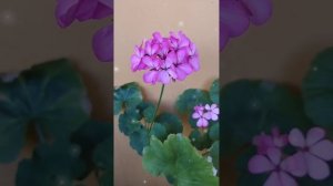 Пеларгония Ирида Танец Мотыльков = Мамина герань #pelargon