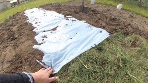 Тёплая грядка для арбузов.Арбузы в открытом грунте.