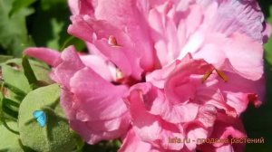 Гибискус сирийский Дю де Брабан (dyu de braban) 🌿 обзор: как