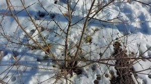 Как обрезать гранат?