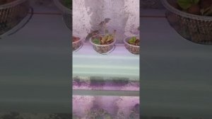 горизонтальная гидропонная система для выращивания к