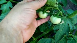 томаты сорт мохитос, второй уражай, теплица.