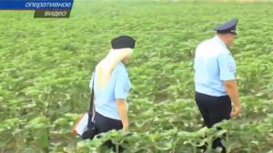 В Крыму уничтожена крупная плантация конопли