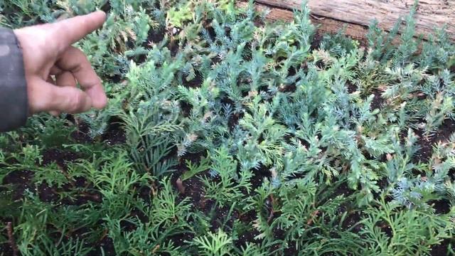 Зимнее черенкование хвойных в теплице - через месяц по смотреть онлайн