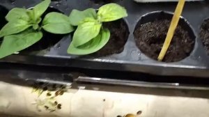 Черенкование Петунии / Черенки Петунии с клумбы в нояб