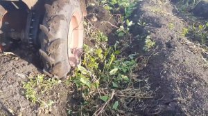 Ока против Угры копаем картошку