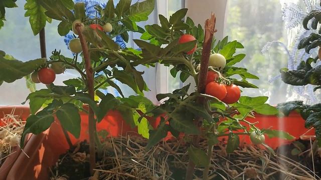 Итоги летнего ТОМАТНО-БАЛКОННОГО сезона. Какие сорта ? смотреть онлайн