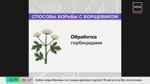 🚀 Космос против борщевика: как спутники помогают нах?