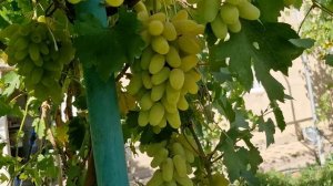 Виноград Рэмбо на 09.07.2025г. Сигнальный урожай на саженц?