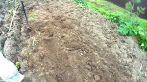 Посадка картошки в деревне.