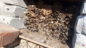 Дикая пчела Осмия Руфа (Osmia Rufa) продолжение