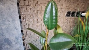 Фикус Робуста сажаю 2 в 1. Ошибки ухода и первый полив. Д