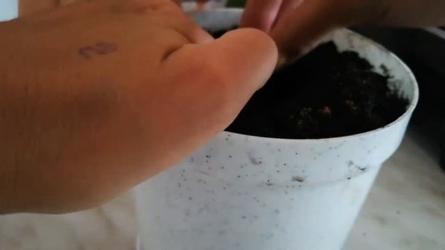 МАНГО. Как вырастить из косточки в домашних условиях. смотреть онлайн