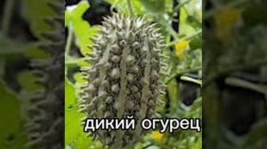 ДИКИЙ ОГУРЕЦ!!!