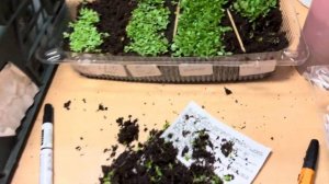 Эустома , начала пикировать эустому в отдельные кварт?