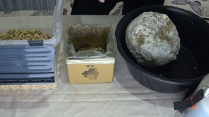 Секрет выращивания вешенок в домашних условиях: свежи