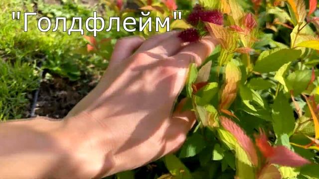 Лучшие сорта спирей - обзор из питомника Место Притяже смотреть онлайн