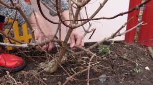 Обрезка гортензии весной для пышного цветения