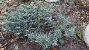 Лаванда - зимовка под укрытием 23.10.24 Калужская область