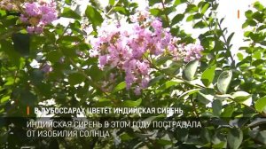 В Дубоссарах цветёт индийская сирень