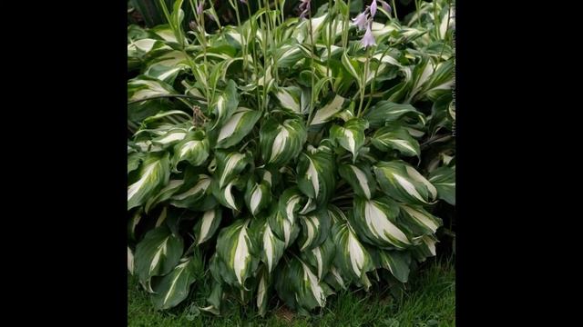 ХОСТА,  или  ФУНКИЯ  (HOSTA  =  FUNKIA)  сем. Хостовые смотреть онлайн