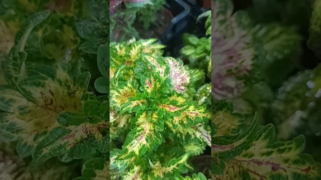 Обзор сортов Колеуса. Первая часть. Как выглядят кусти смотреть онлайн