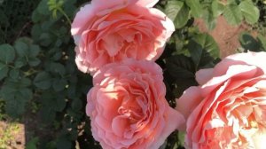 Роза Полька, борьба с бронзовкой и хрущом. Роза Пестра?