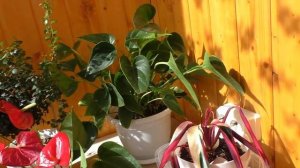 Мои комнатные растения в апреле 2020 / Обзор комнатных р?