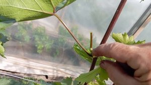 Виноград Красноярска. Сергей Будрис. 8-902-980-79-86.