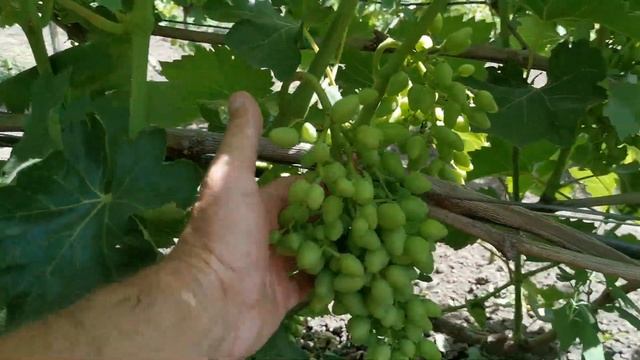 Решил замульчировать виноградник. Итоги буду наблюда? смотреть онлайн