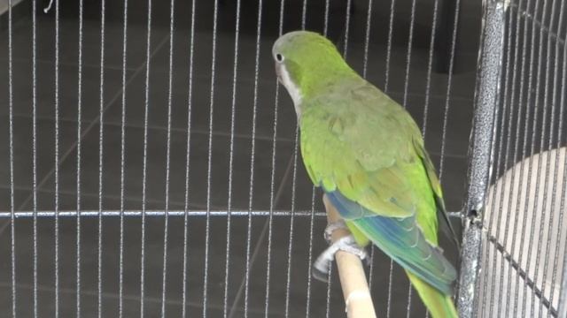 Как научить попугая говорить? Умный попугай учит слов? смотреть онлайн