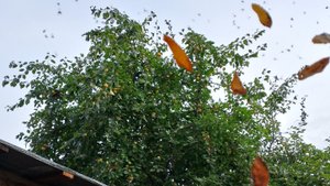 Дачный вопрос и дачный ответ : -что делаем на даче? - то что и всегда, уборка, косим траву, урожай.