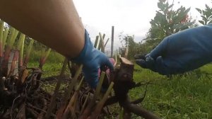 Посадка пионов осенью.