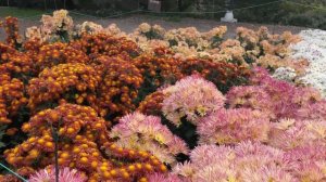 Бал хризантем 2024 | Никитинский ботанический сад, Ялта,