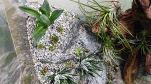 Флорариум с суккулентами и тилландсиями.