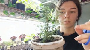 Укореняем Розмарин без проблем!!!