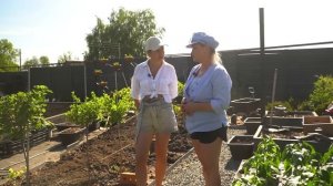 НЕТИПИЧНЫЙ ПЛОДОВЫЙ САД С ШТАМБОВЫМИ РАСТЕНИЯМИ И КЛУ