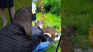 Как правильно посадить яблоню подробная видеоинструк