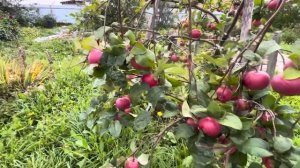 Вкусные сорта яблонь. Екатеринбург