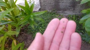 Тимьян ползучий вместо газона, и тимьян кустовой