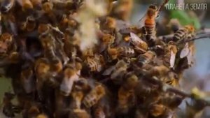 Пчела  Самое полезное насекомое. Биология пчелы. Фильм