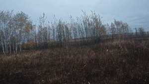 Охота на вальдшнепа. Работа в паре #курцхаар  Оскар и #д